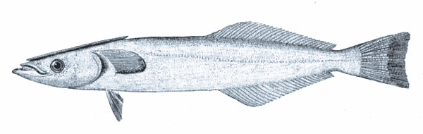 File:Spearfish remora.jpg