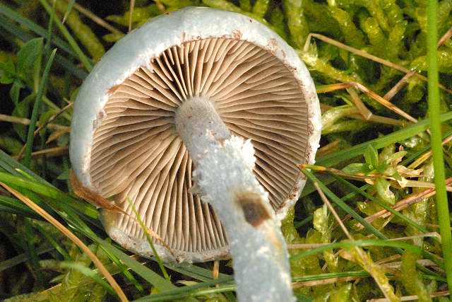 File:Stropharia.caerulea2.-.lindsey.jpg