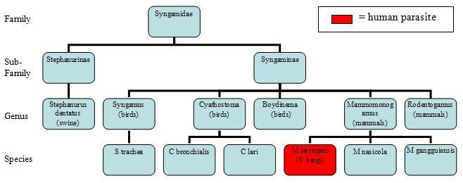 Human Taxonomy Chart