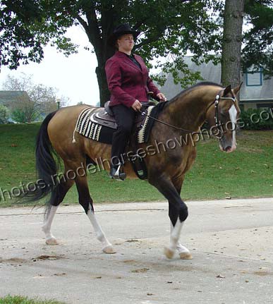 File:The Akhal Teke Stallion Pieter (2485789065).jpg