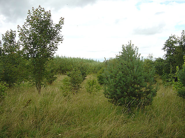 File:Tree planting near Austerfield - geograph.org.uk - 502695.jpg