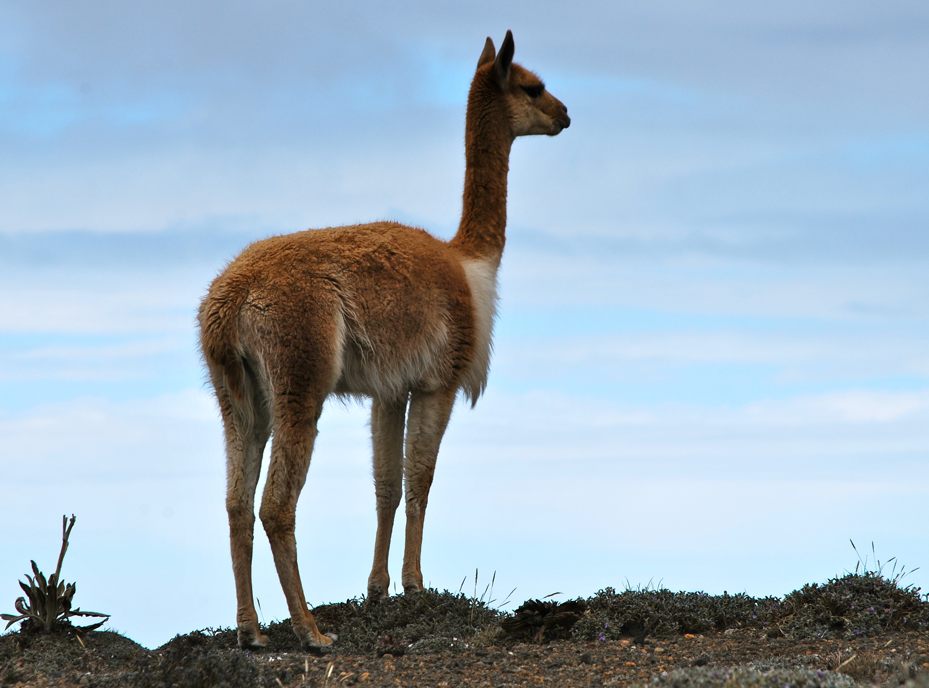 File:Vicuña Chimborazo.jpg - Wikimedia Commons