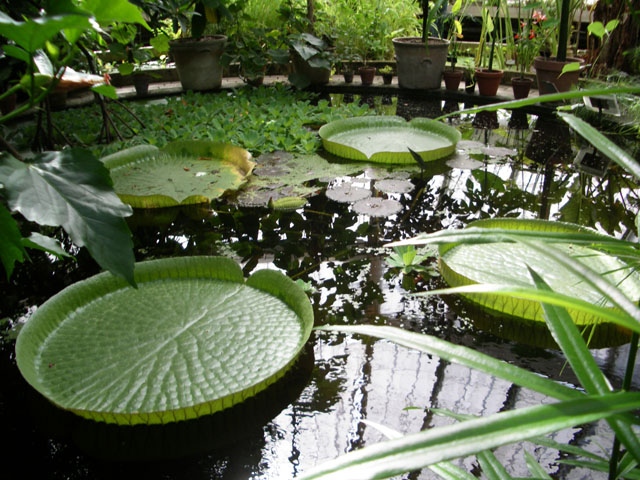 File:Water lilies - Copenhagen Botanical Gardens.jpg