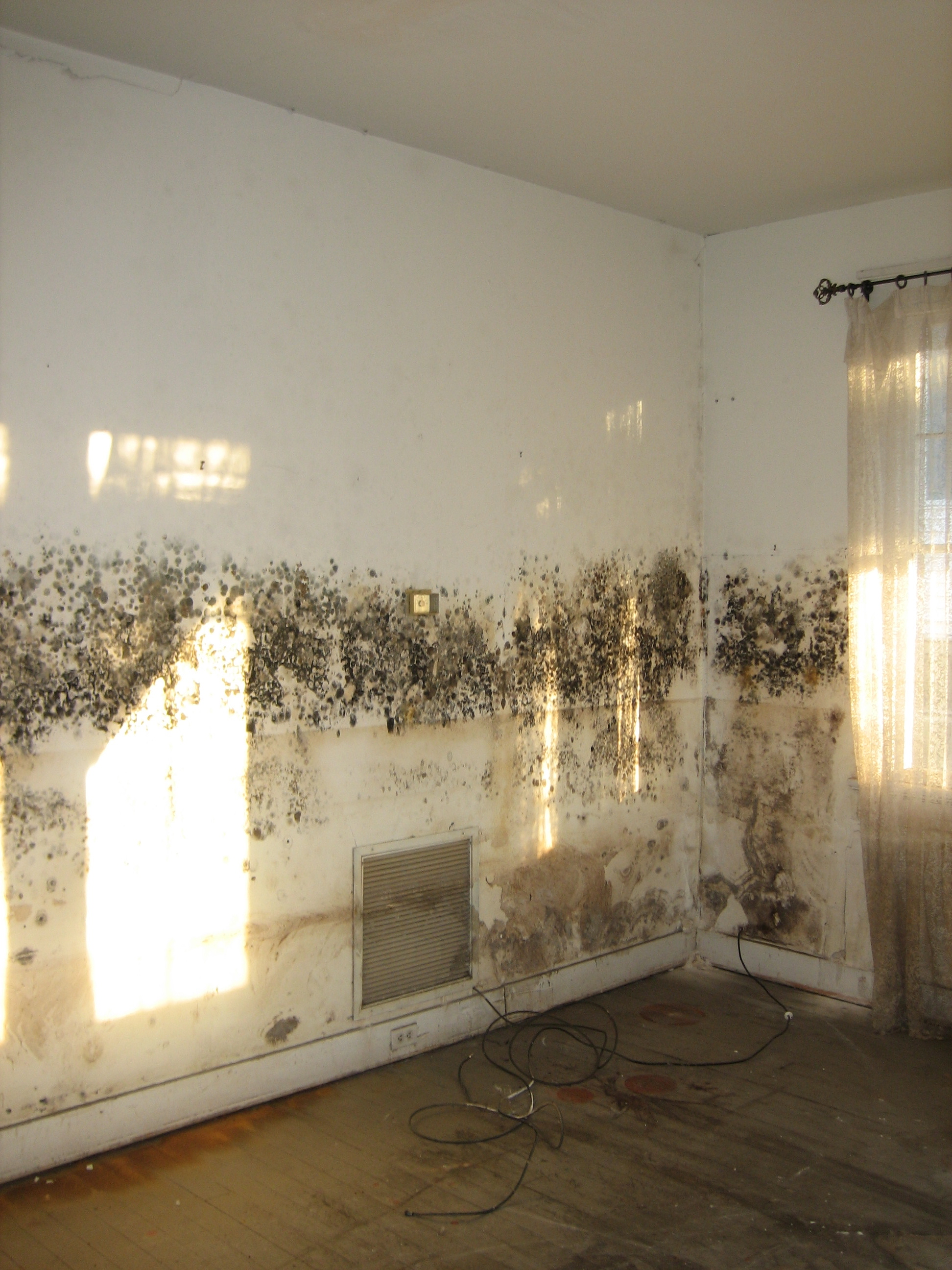 Black Mold Get It Out Of Your House Networx