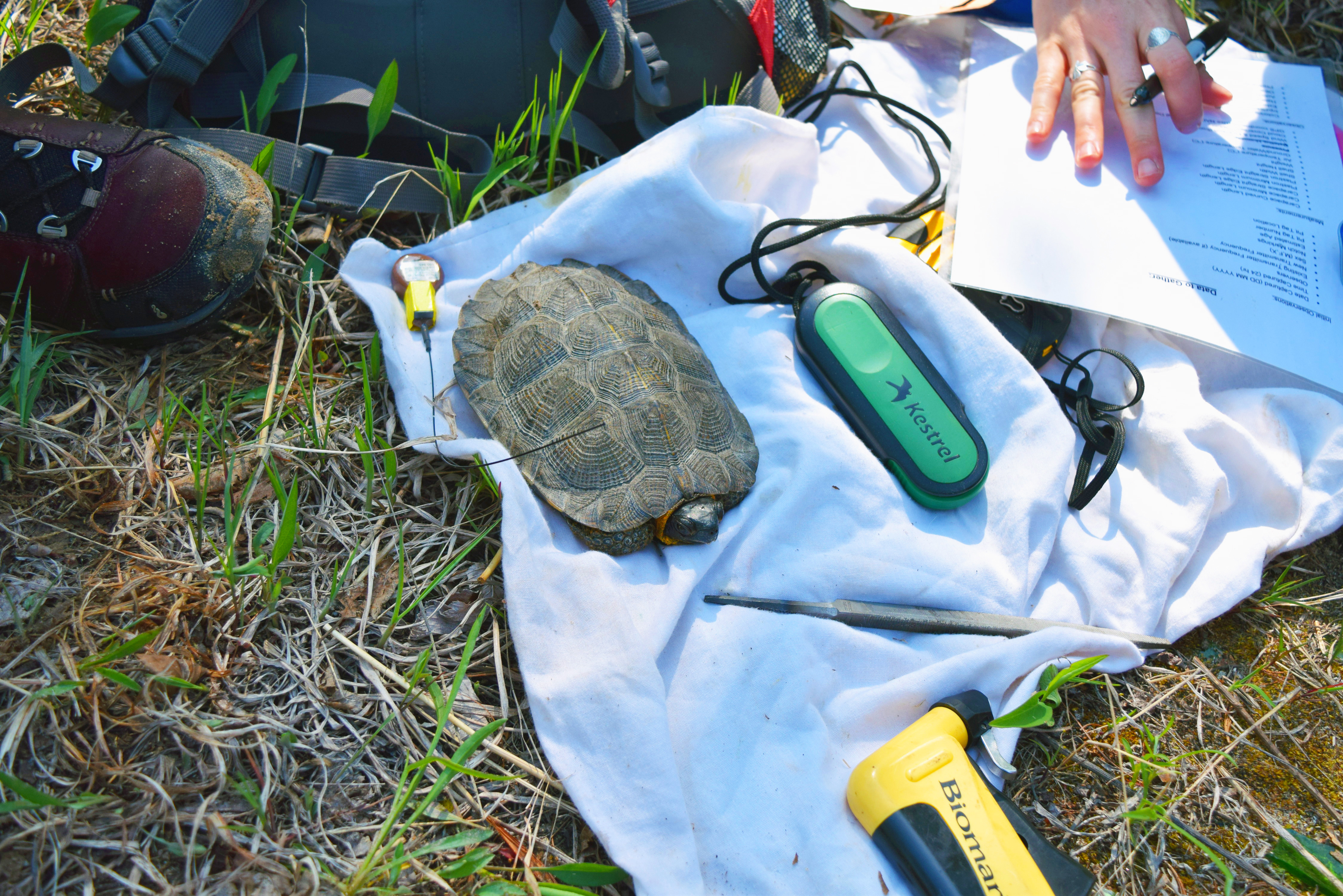 Wood turtle - Wikipedia