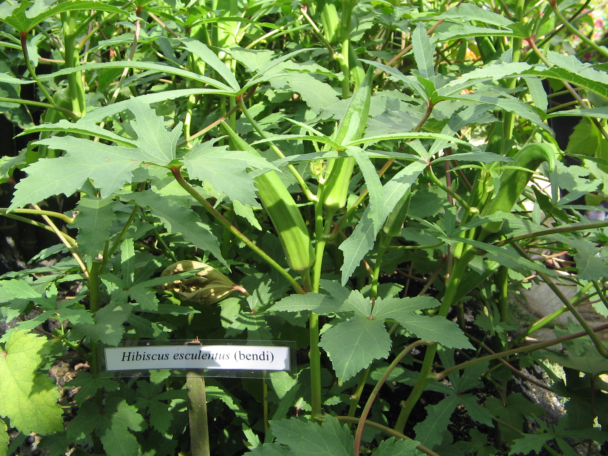 a hibiscus esculentus használata anti aging gezeitenland borkum biomaris anti aging