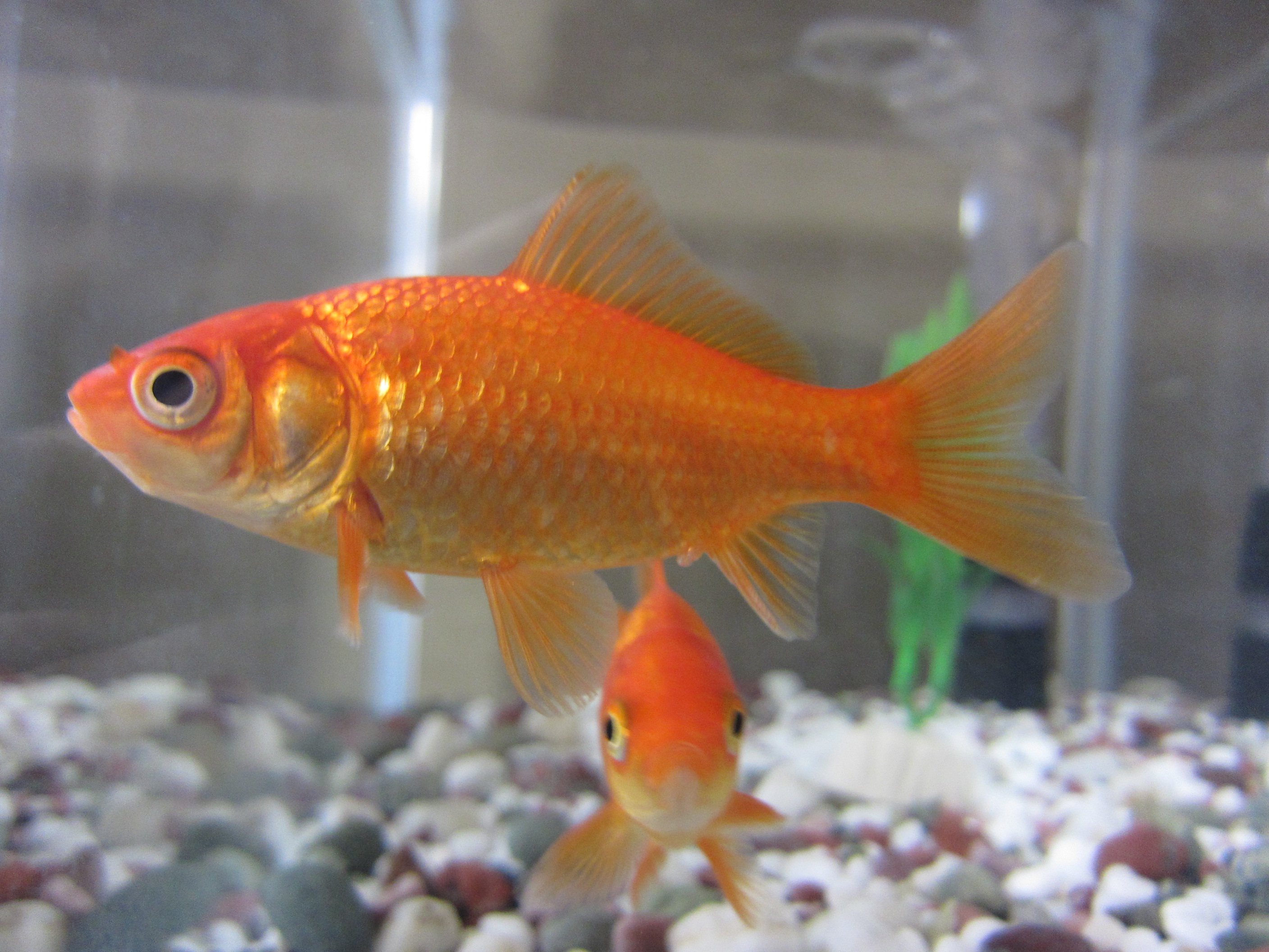 Common goldfish - Wikipedia