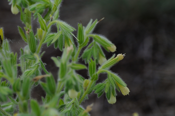 File:20140601Onosma arenaria007.JPG