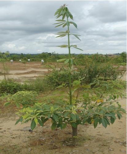 File:Alstonia sp.jpg