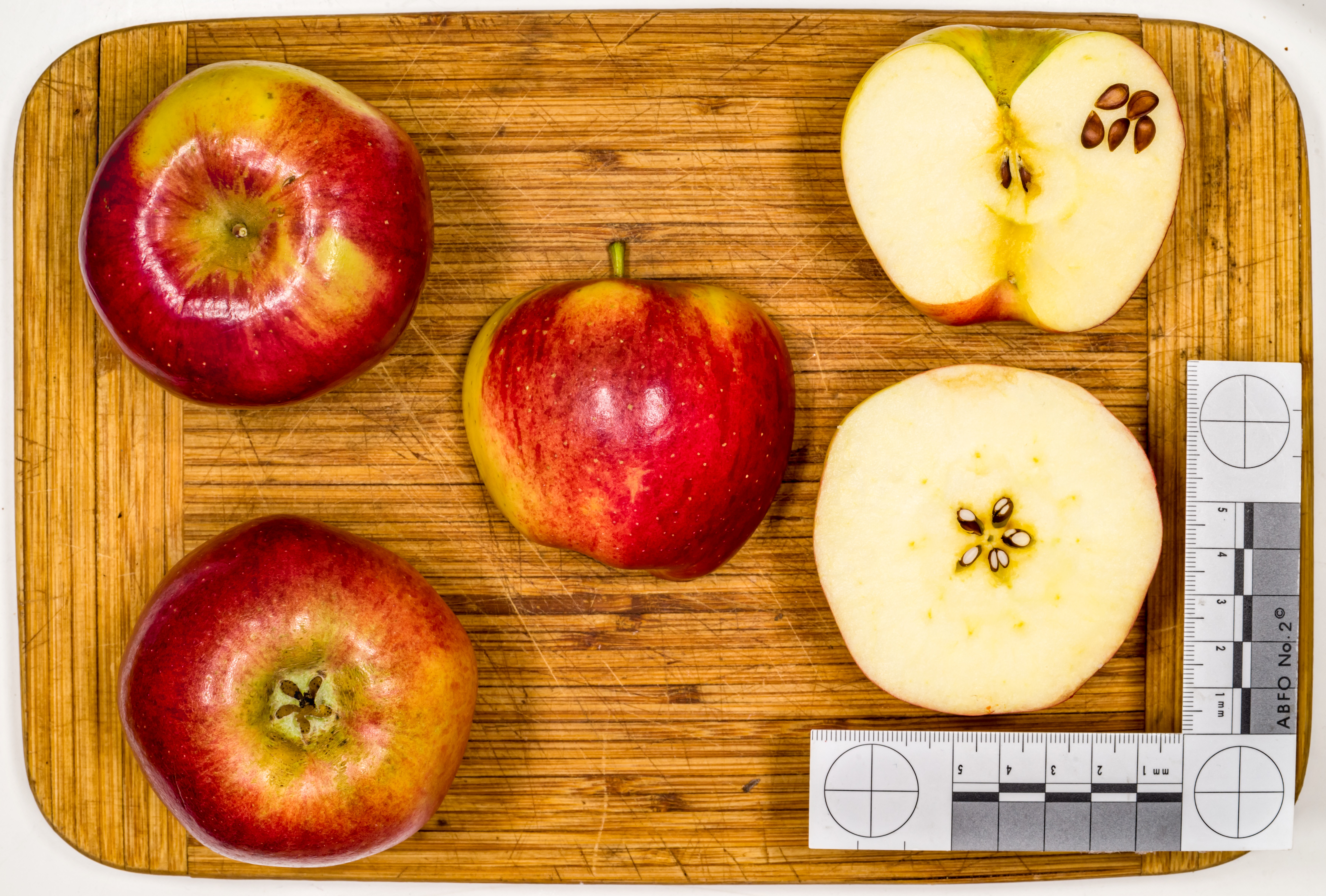 Амброзия сорт яблок фото и описание
