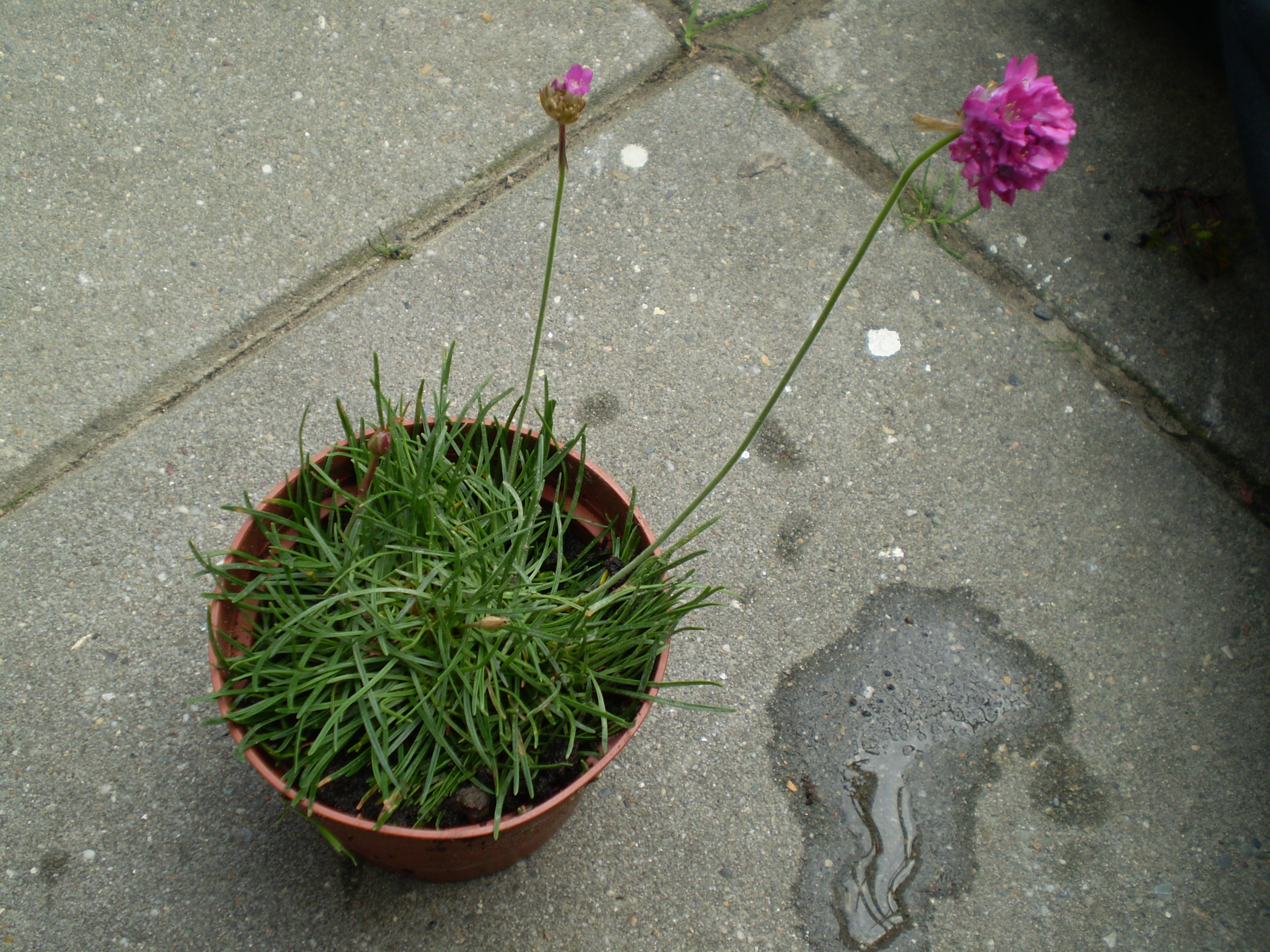 Армерия рассада. Armeria maritima. Армерия Приморская размножение. Армерия в горшке.