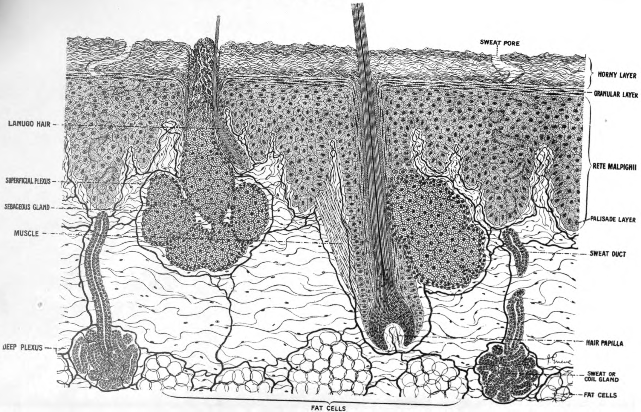 File:501 Structure of the skin.jpg - Wikimedia Commons