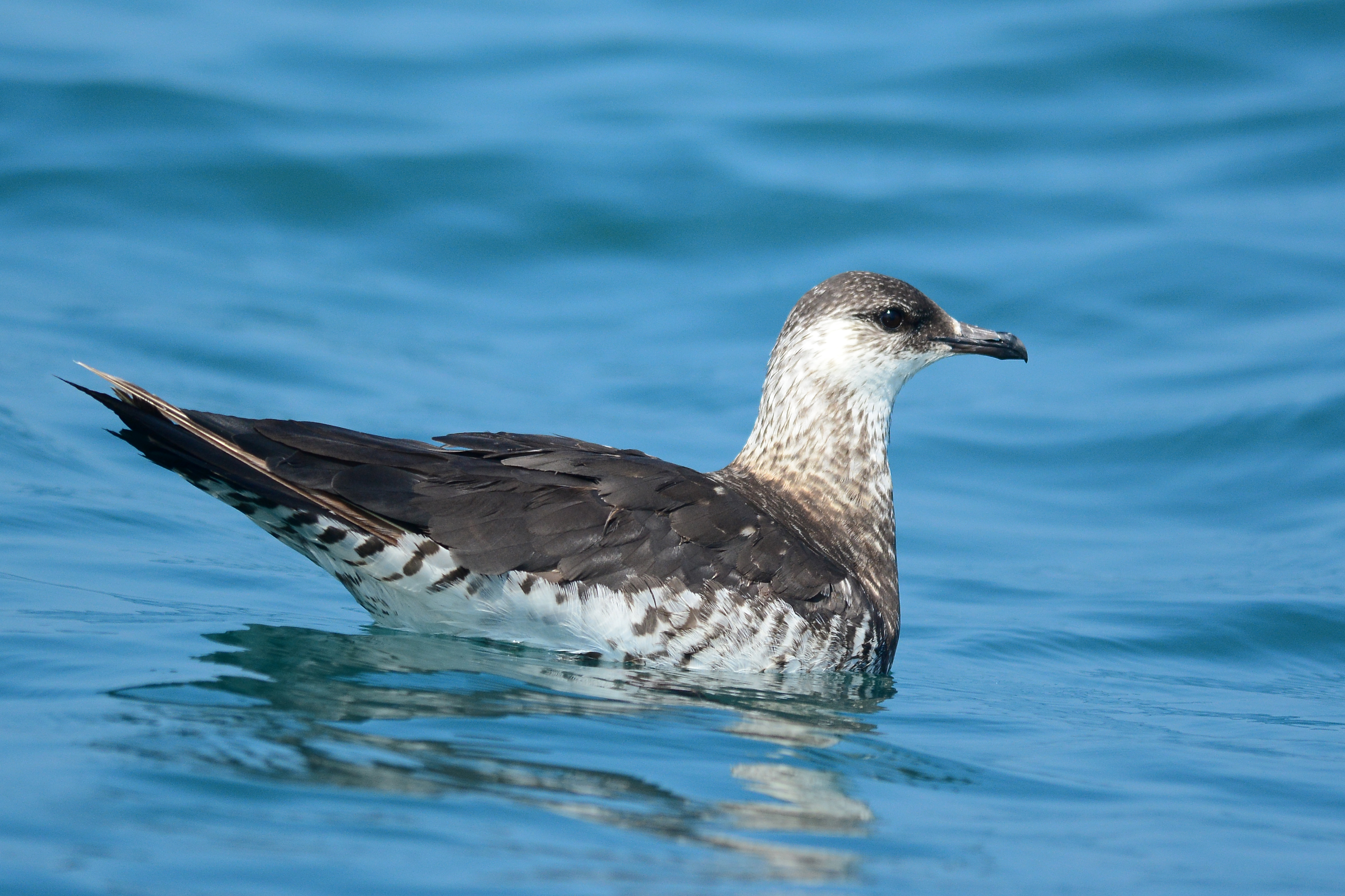 Birds with Unfortunate and Funny Names