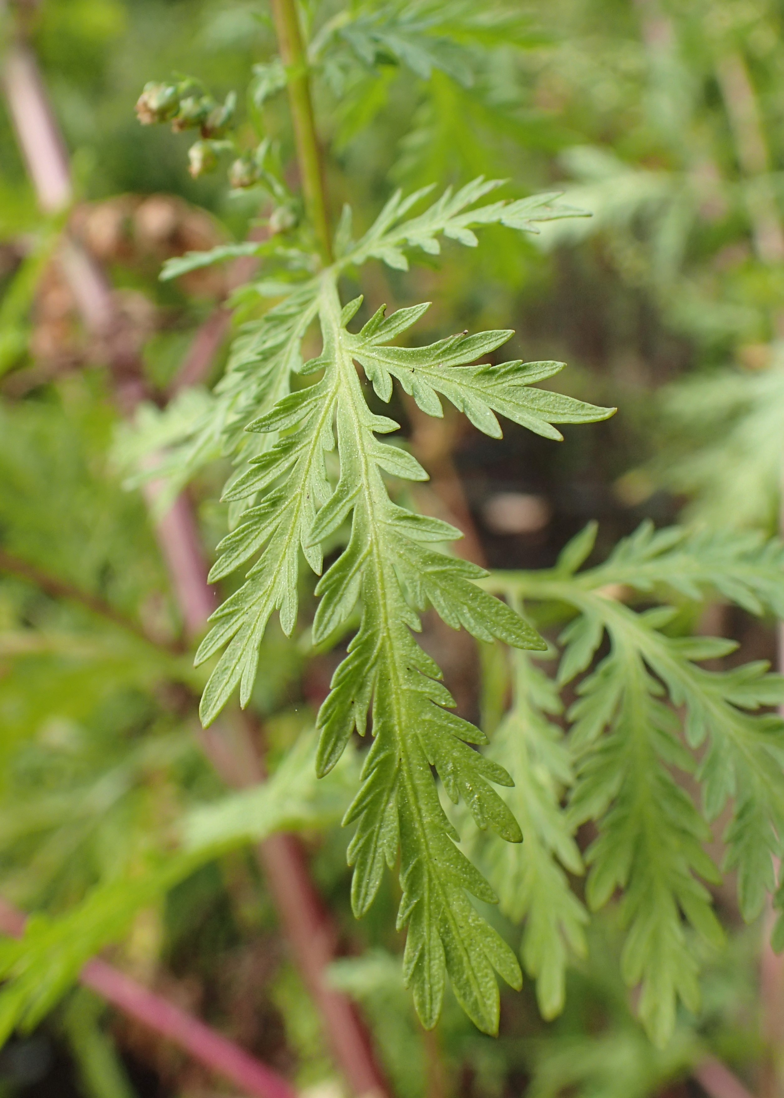 Artemisia annua - Wikipedia