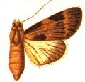 <i>Audea subligata</i> Species of moth