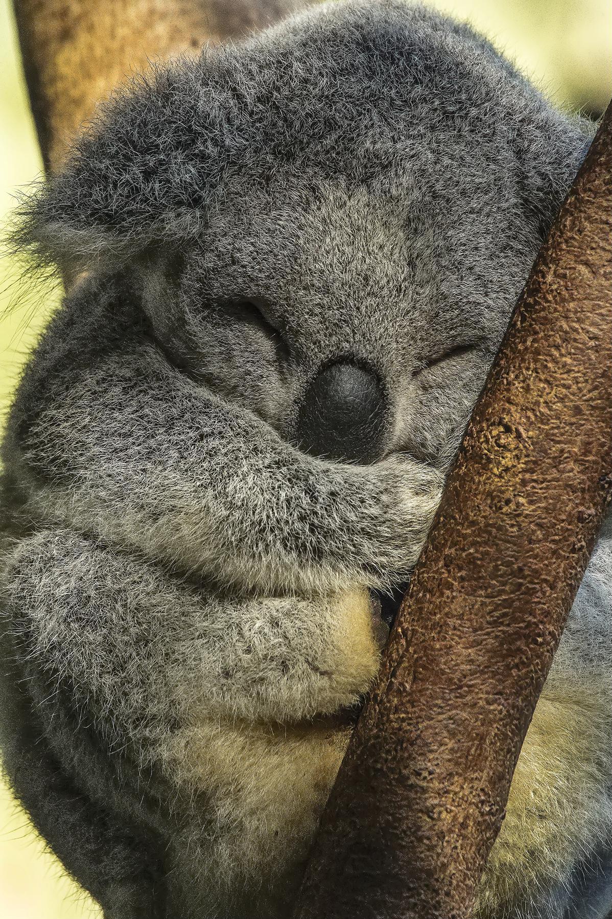 File:Australia Zoo baby Koala asleep-1 (18173740872).jpg - Wikimedia Commons
