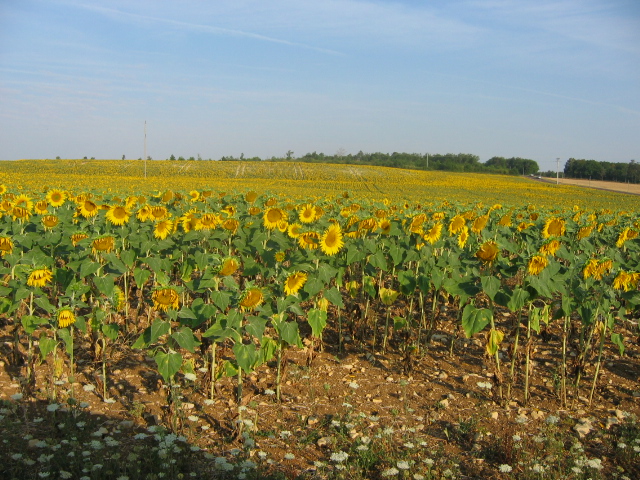 File:Auxois tournesols.jpg