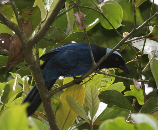 File:Azure-hooded Jay (Cyanolyca cucullata) in tree, Costa Rica.jpg