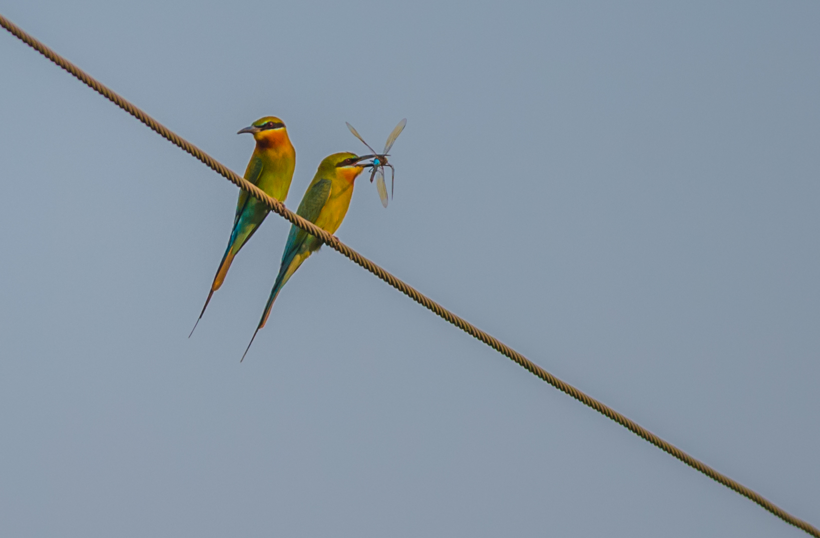 May birds