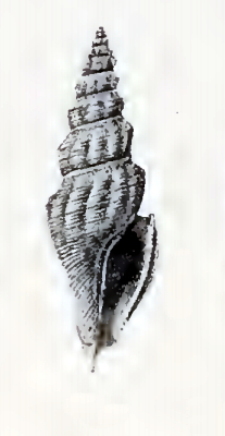 Brachytoma rioensis