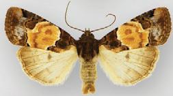 <i>Bryolymnia biformata</i> Species of moth