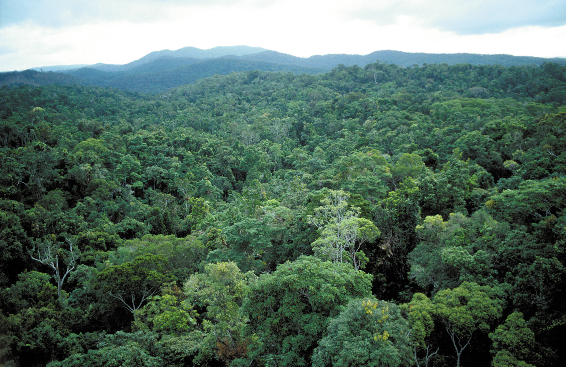 Австралия subtropical Rainforest