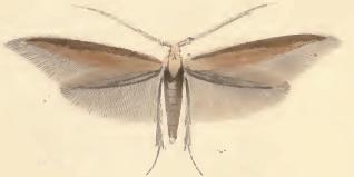 <i>Coleophora wockeella</i> Species of moth