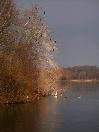 Ferry Meadows In Nene Park Ham Lane Peterborough