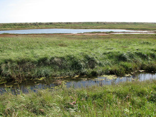 File:Corporation Marshes, Walberswick National Nature Reserve - geograph.org.uk - 2077338.jpg