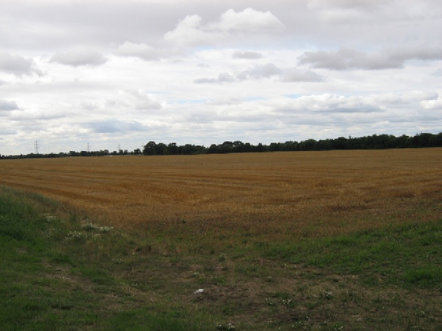 File:Cut Down In Its Prime - geograph.org.uk - 218060.jpg