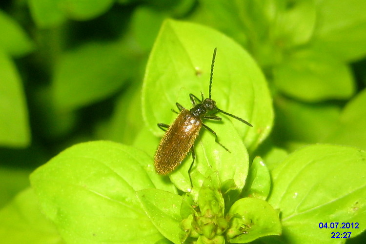 File:Darkling beetle (BG) (7518886100).jpg