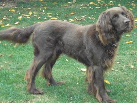 Duitse staande hond (langhaar) - Dog Scanner