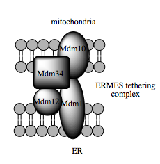 Model of the yeast multimeric tethering complex, ERMES