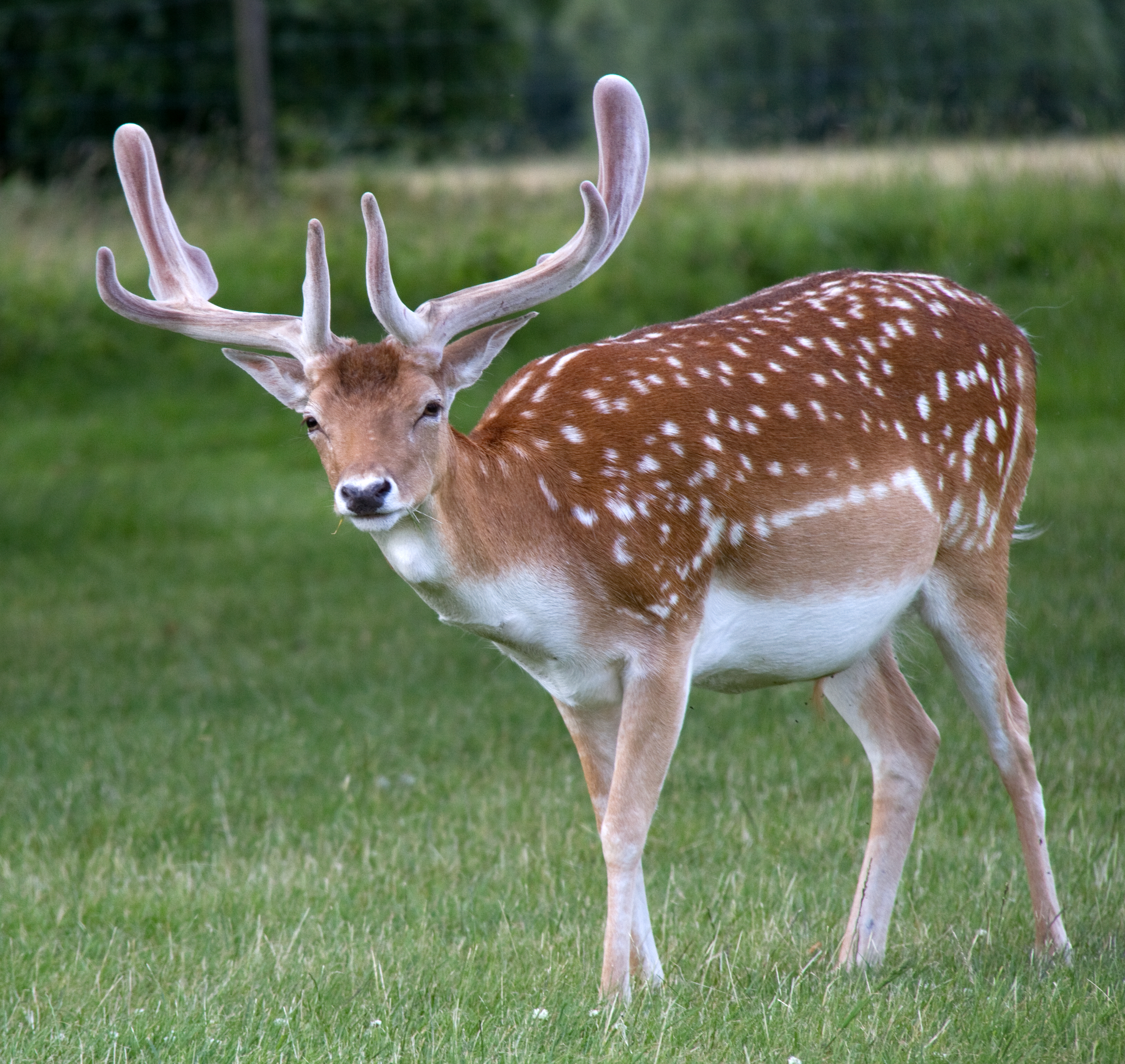 Амурский олень. Уссурийский пятнистый олень. Уссурийский пятнистый олень Cervus Nippon hortulorum. Уссурийск пятнистый олень. Филиппинский пятнистый олень.