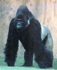 File:Flachlandgorilla.jpg