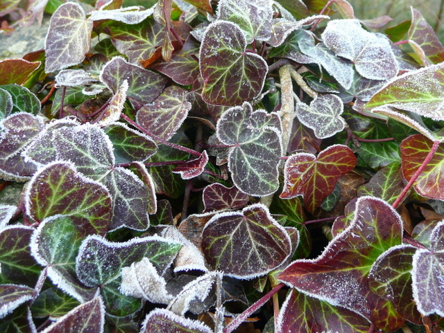 File:Frosted ivy leaves - geograph.org.uk - 1117524.jpg