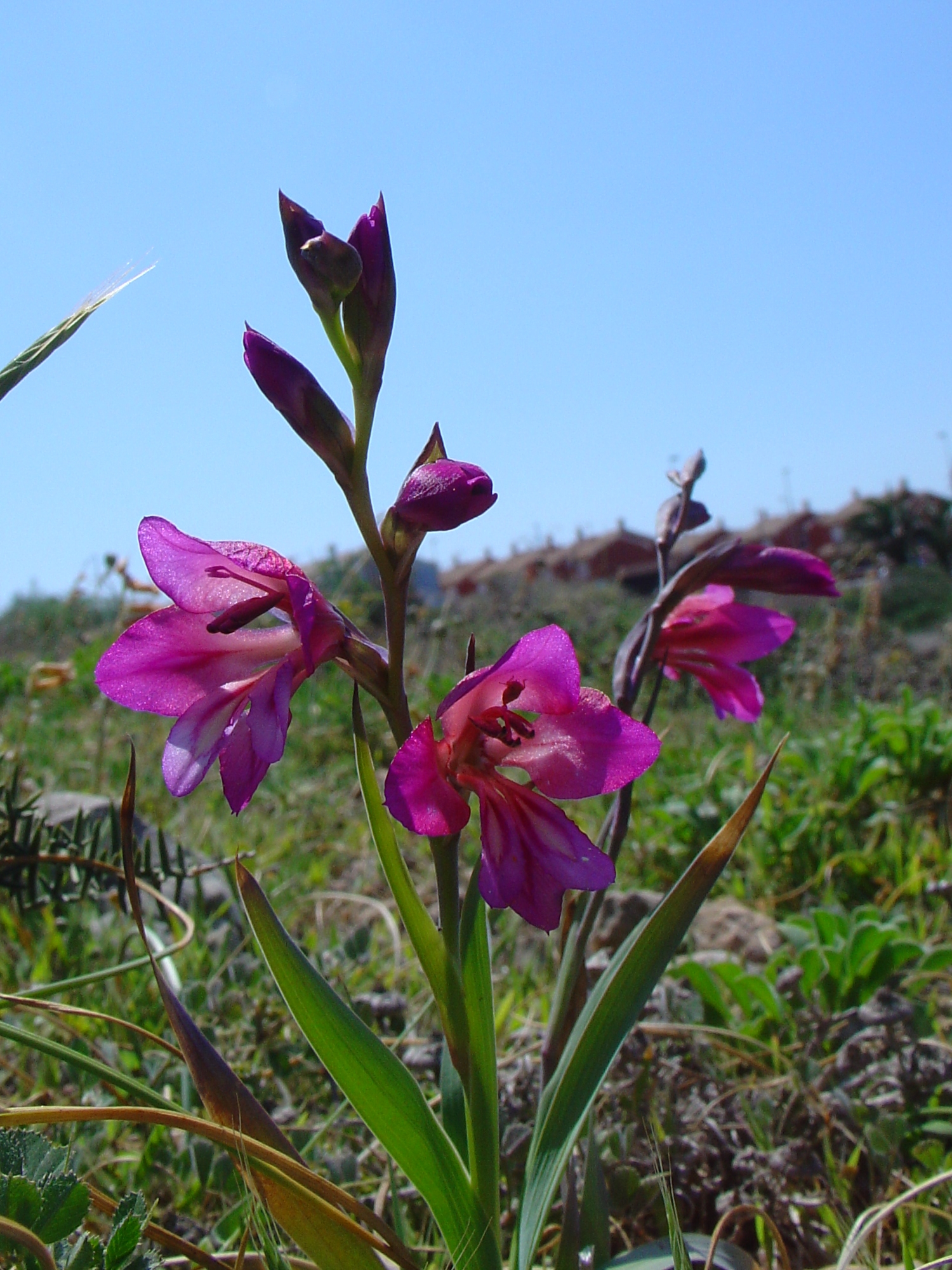 Gladiolus illyricus