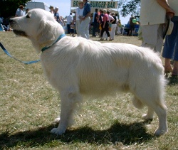 File:Golden Retriever 1.jpg