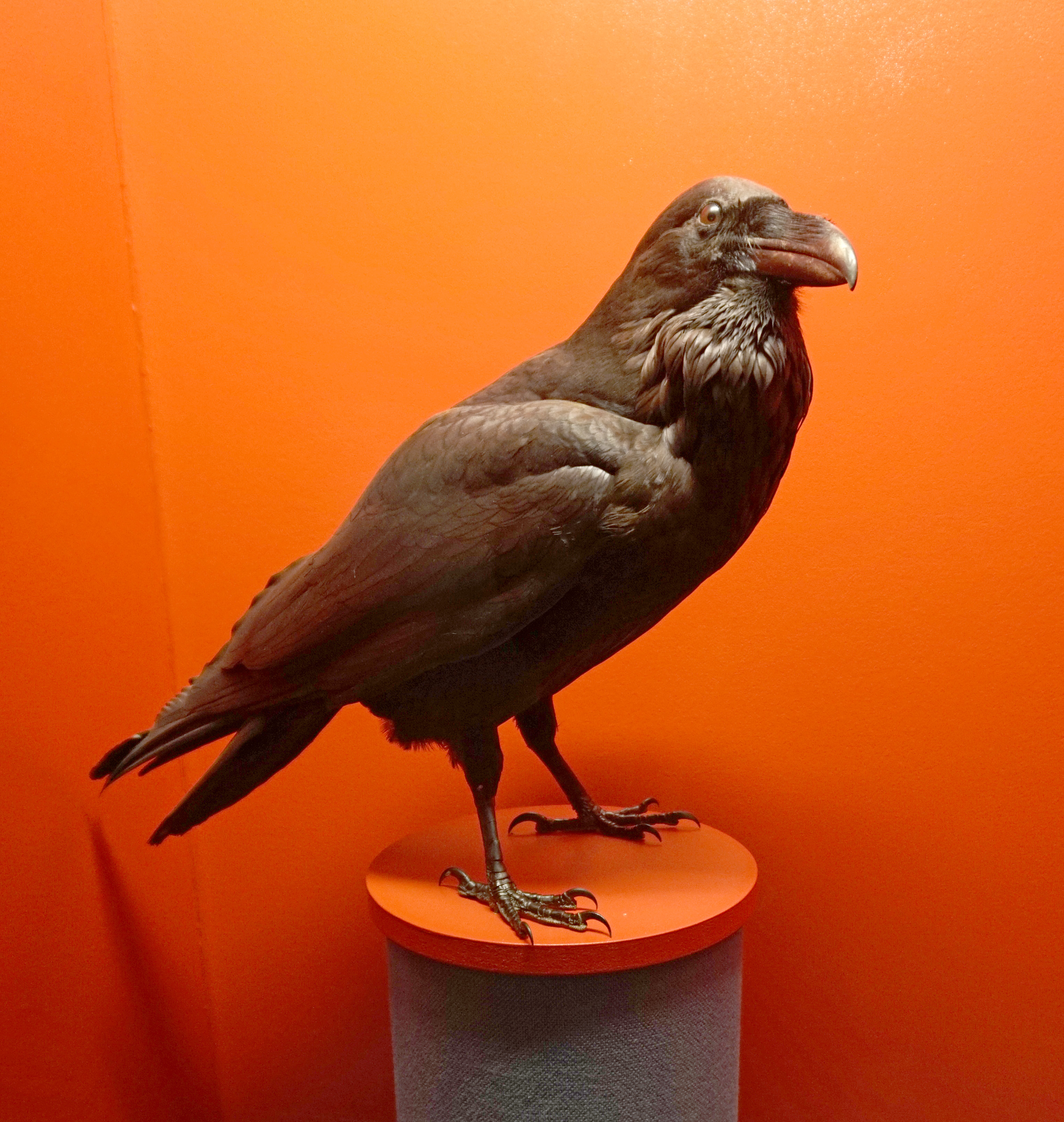 Grand Corbeau — Wikipédia
