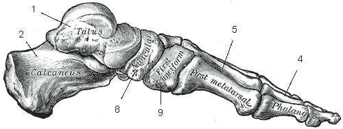 Pied (anatomie humaine) — Wikipédia
