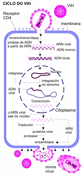 File:HIV gross colored gl.png