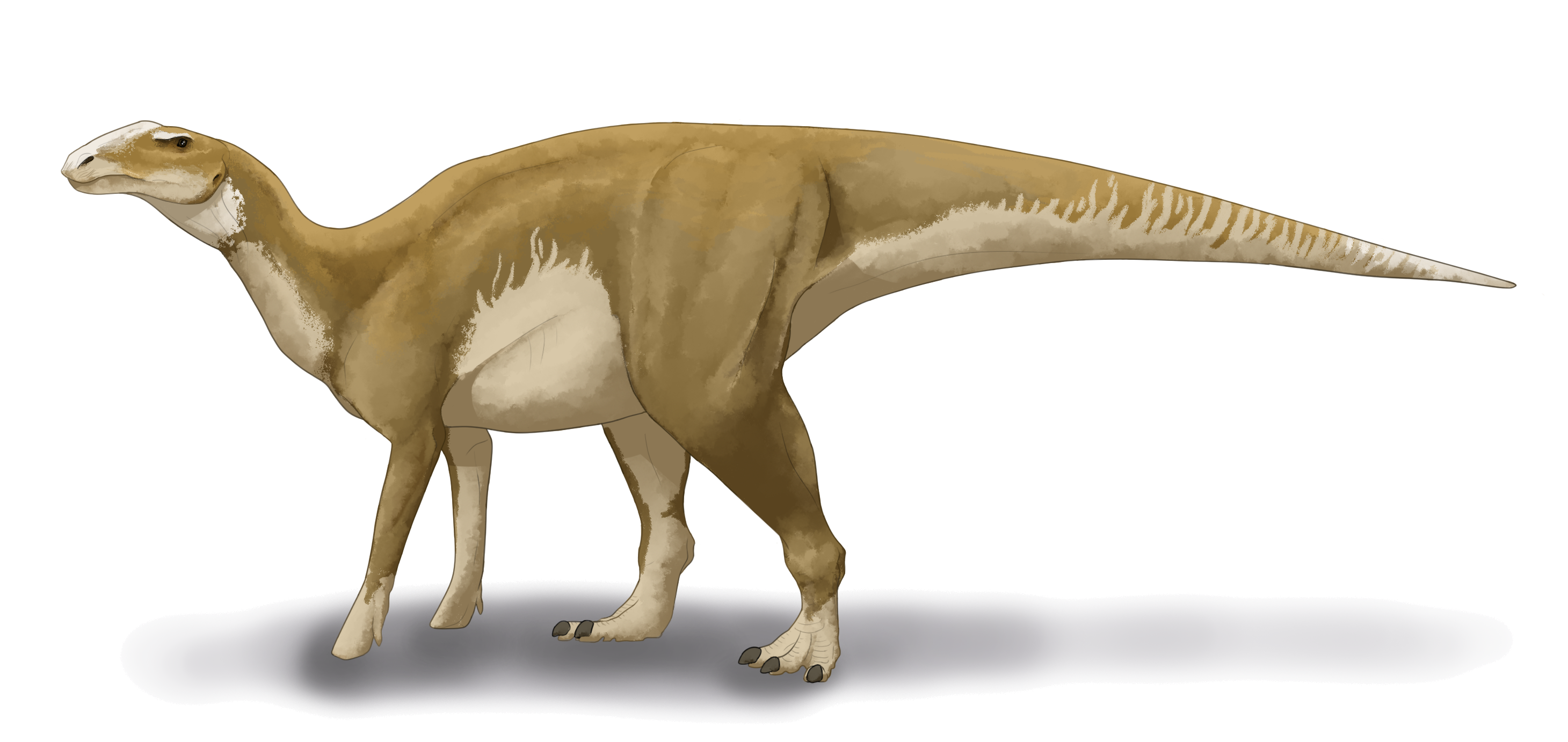 Hadrosaurus foulkii restoration.png