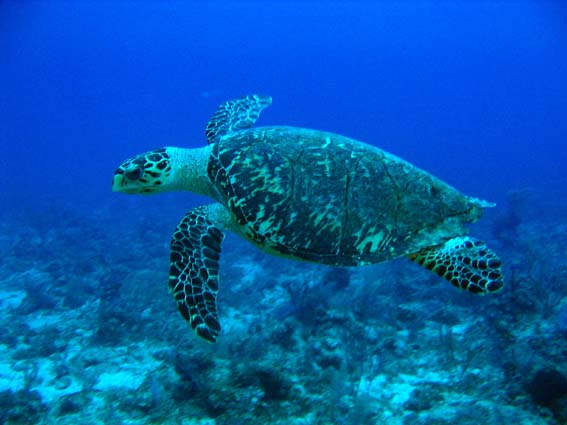 File:Hawksbill Turtle.jpg