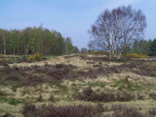 Hednesford Hills - geograph.org.uk - 403283