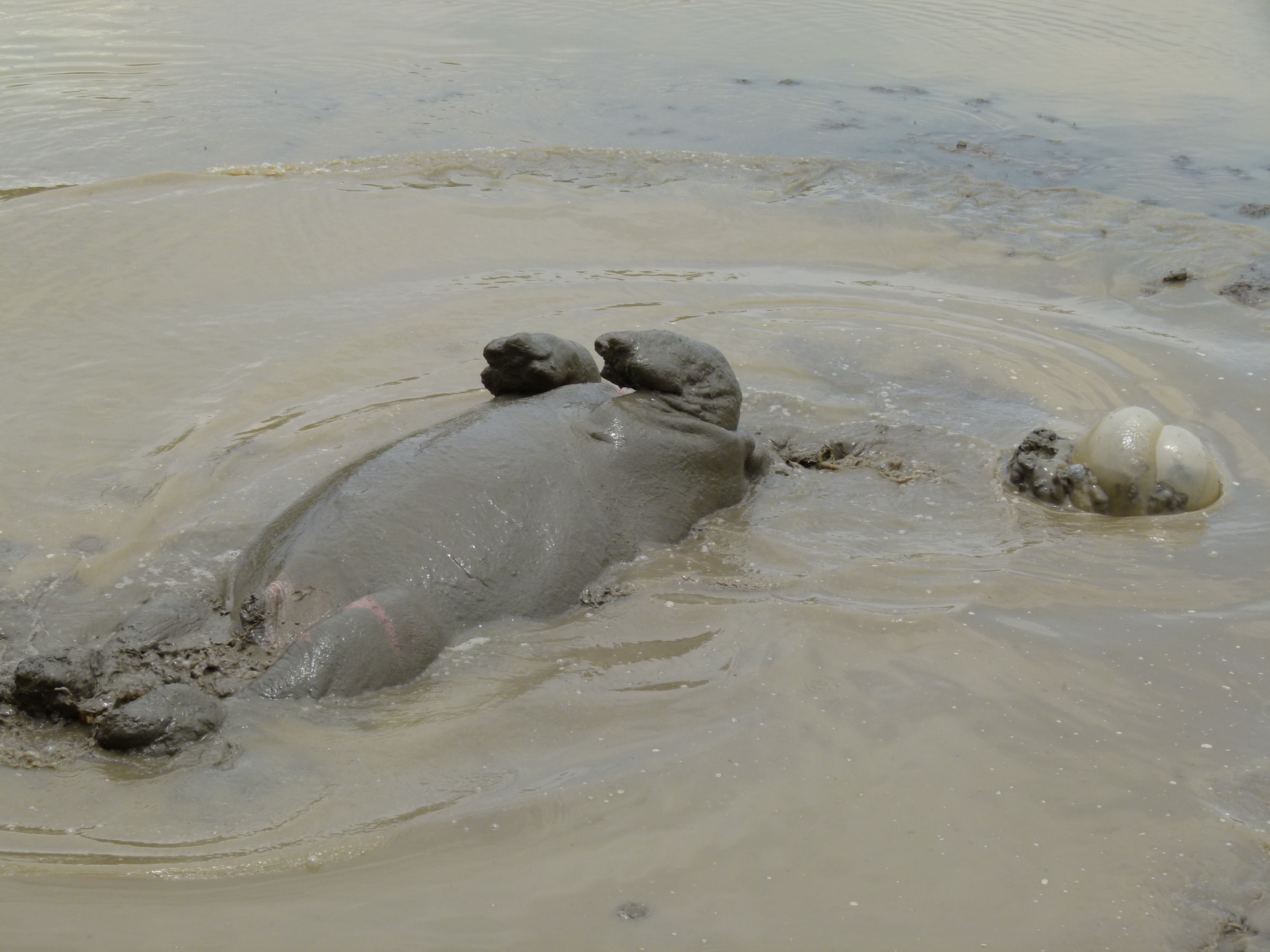 Hippo (Hippopotamus amphibius) enjoying a mud bath (8290525905).jpg