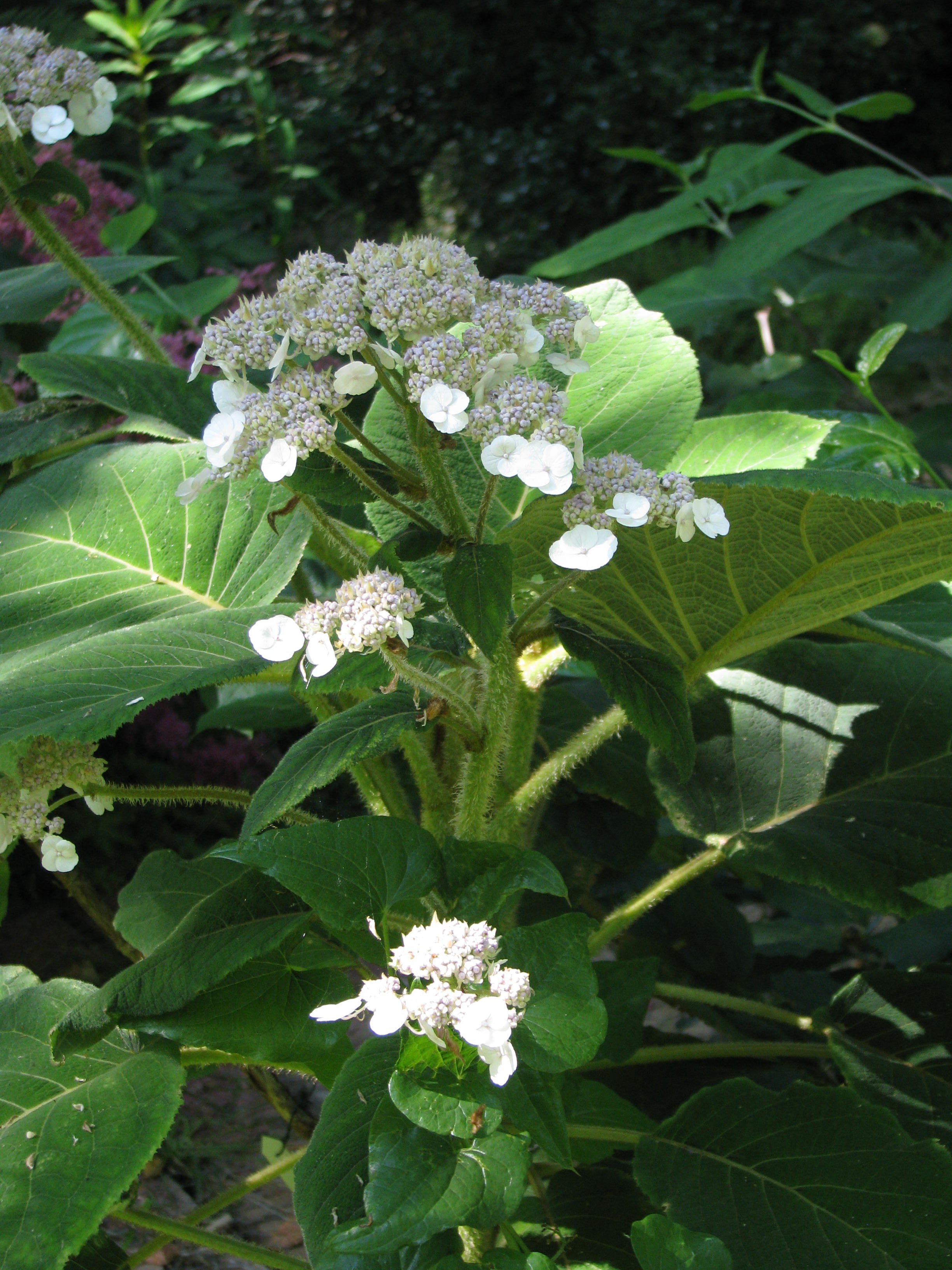 Hydrangea aspera villosa (9392163590).jpg