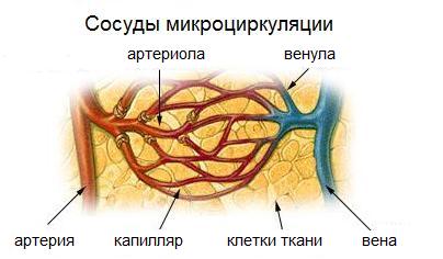 File:Illu capillary ru.jpg