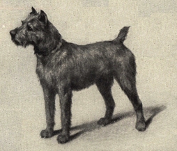 File:Irish Terrier Portrait.jpg
