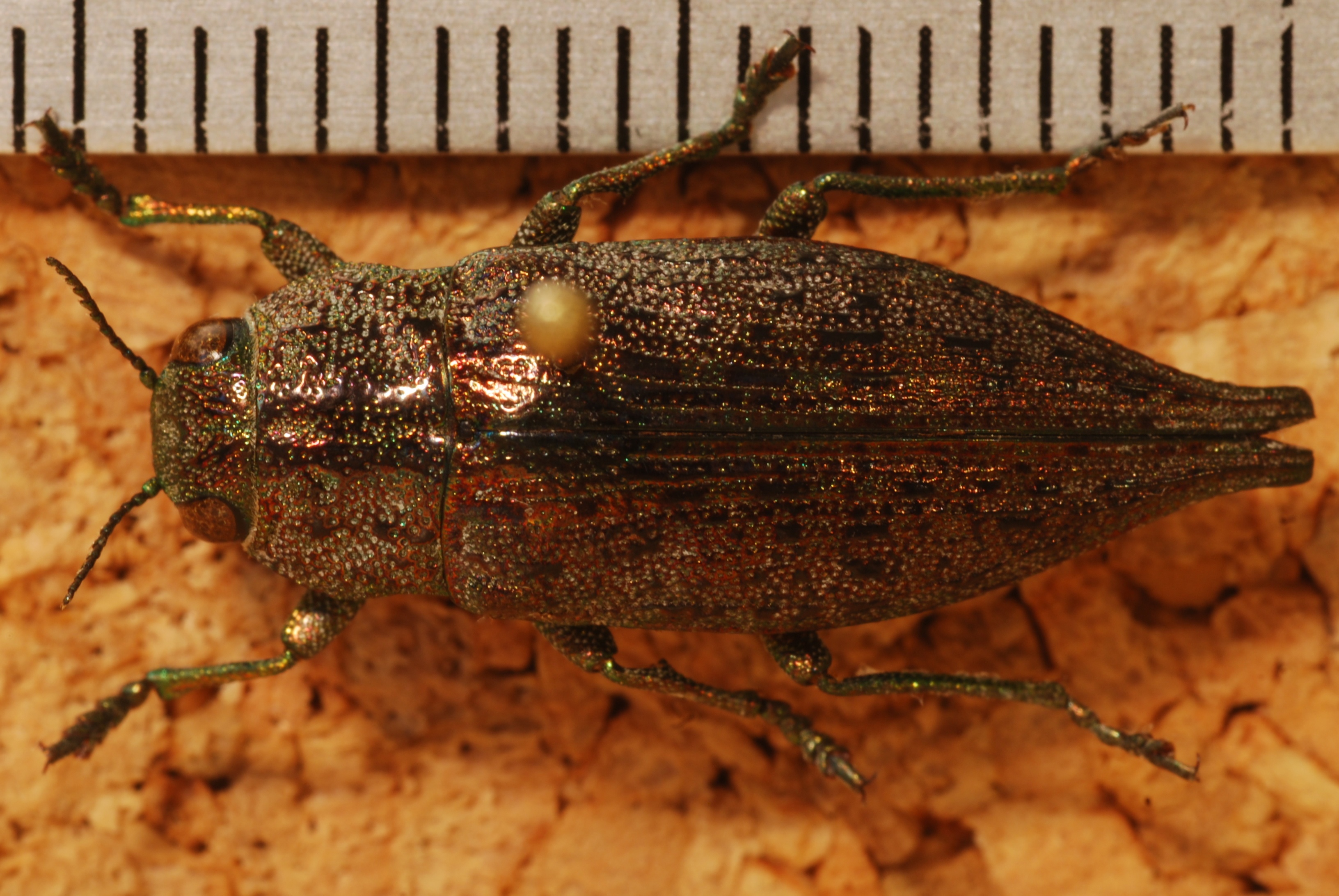 Jewel Beetle (Dicerca divaricata) (8272944908).jpg