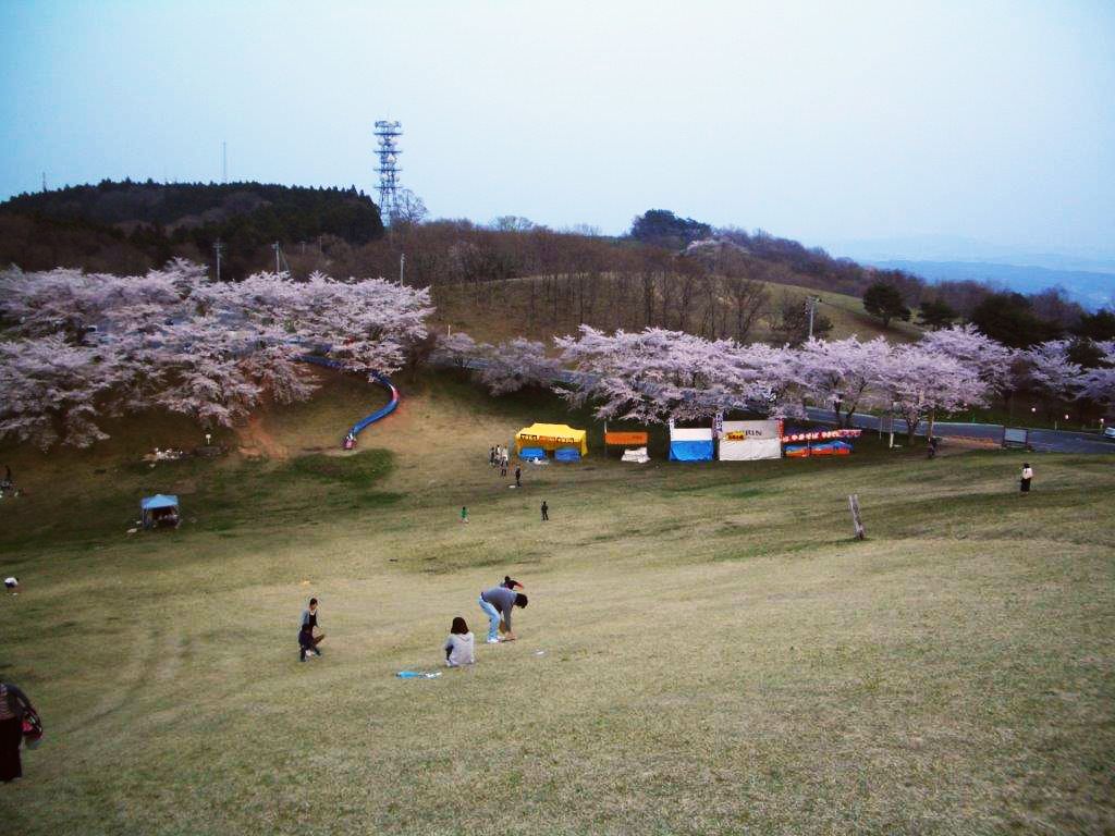 Kagobo Sakura.jpg